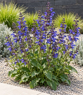 Salvia pratensis ‘Twilight Serenade’